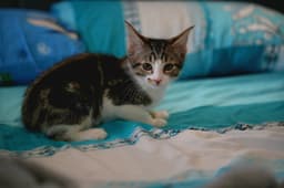 Elliot image 2