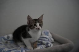 Elliot image 3