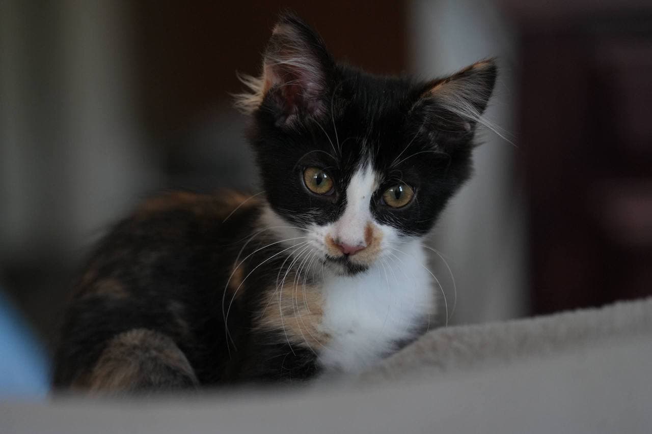Elodie - Domestic Medium Hair