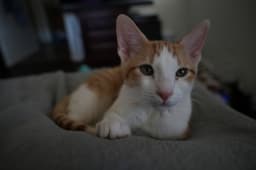 Emmett image 1