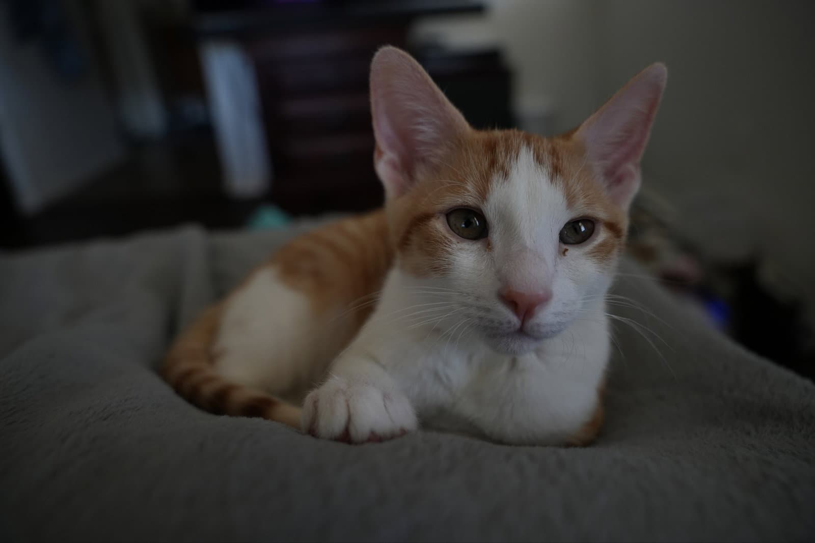 Emmett - Domestic Short Hair