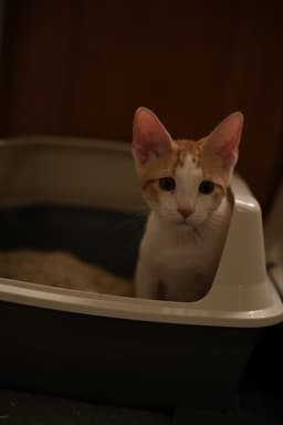 Emmett image 2