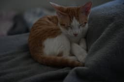 Emmett image 3