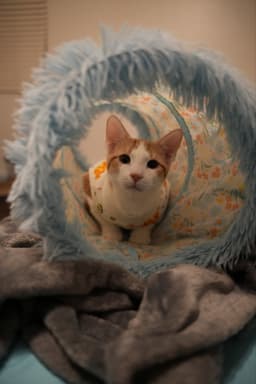 Emmett image 4