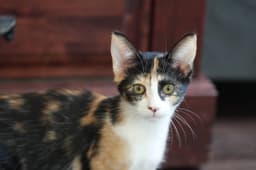 Elina image 1