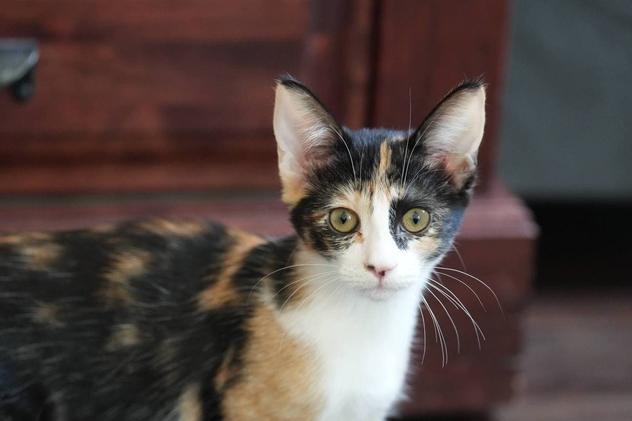 Elina - Domestic Short Hair