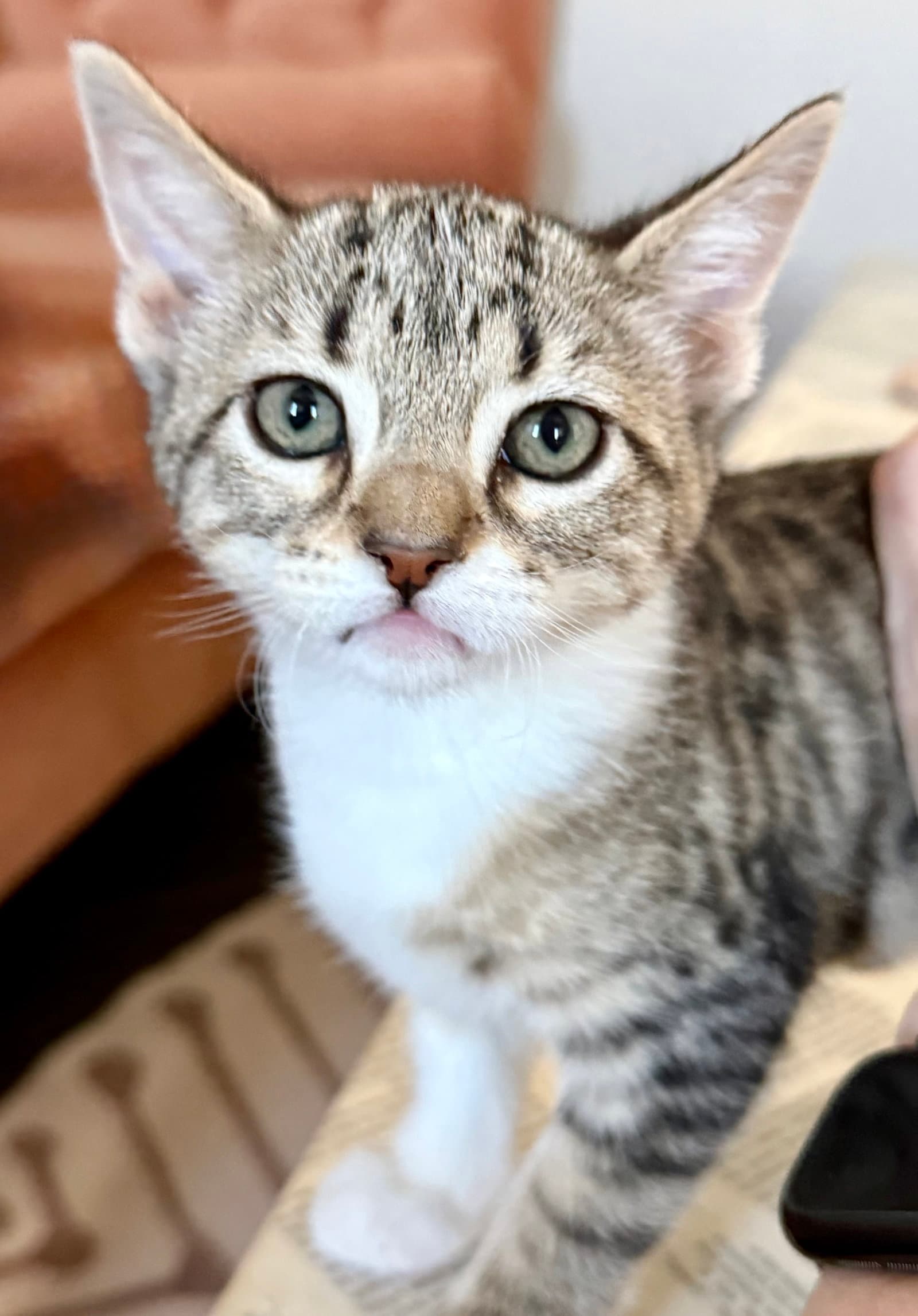 Penny - Domestic Short Hair