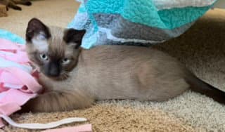 Sunny - Domestic Short Hair