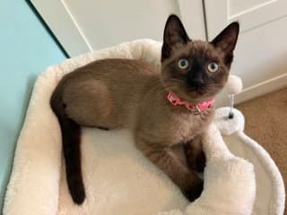 Violet - Domestic Short Hair