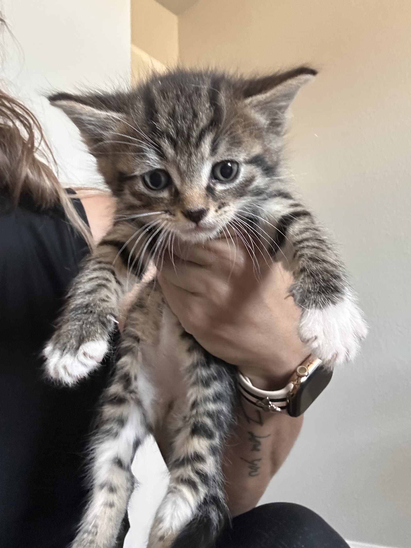 Stripe - Domestic Short Hair