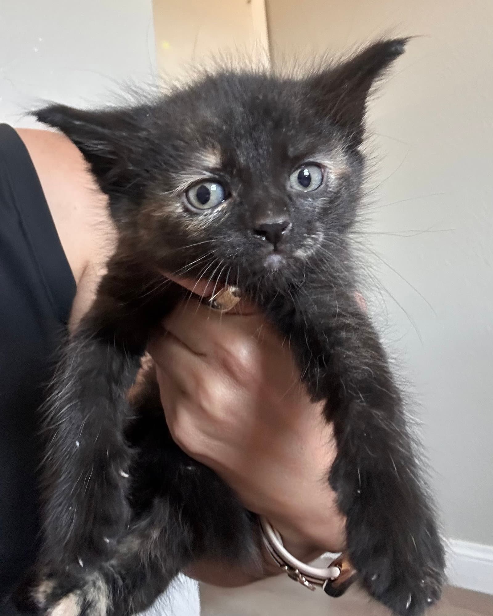 Moonlight - Domestic Short Hair