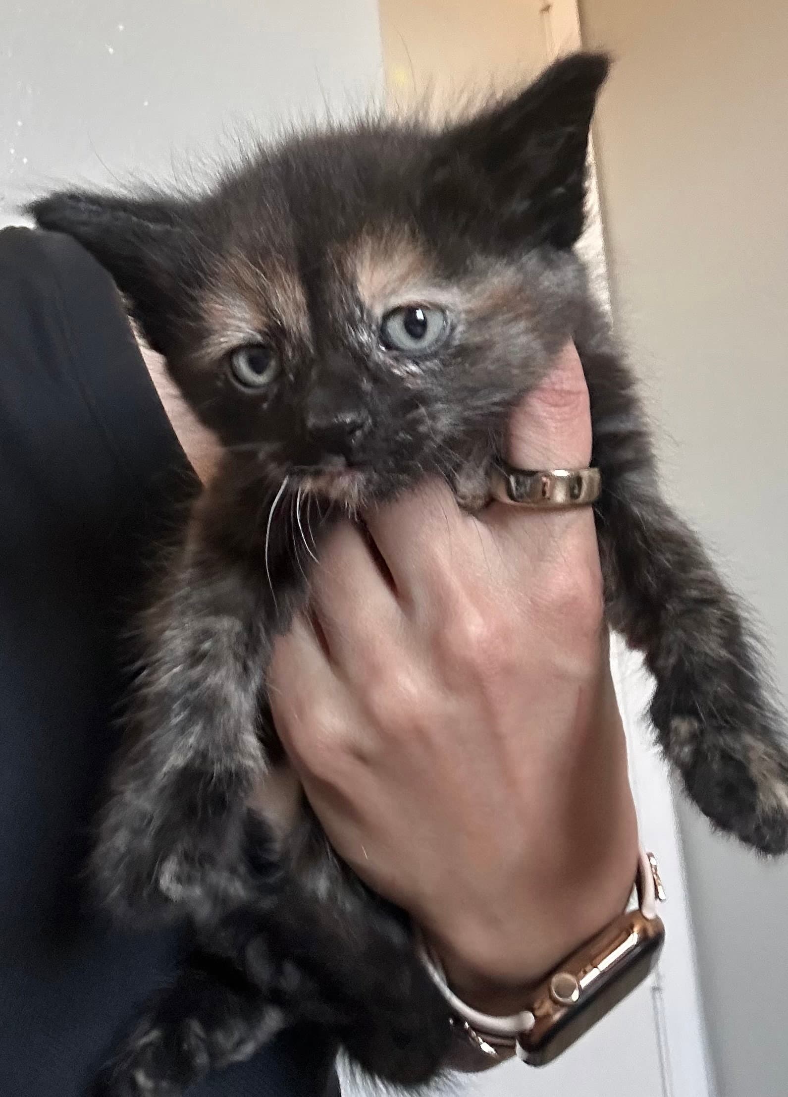 Shadow - Domestic Short Hair