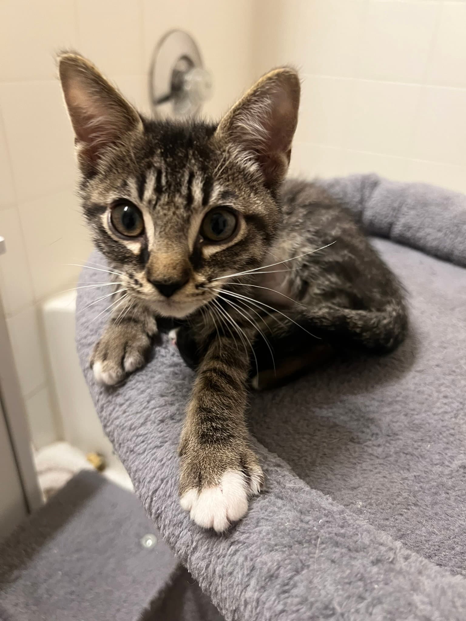 Sweet Chili - Domestic Short Hair