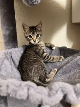 Pepper image 1