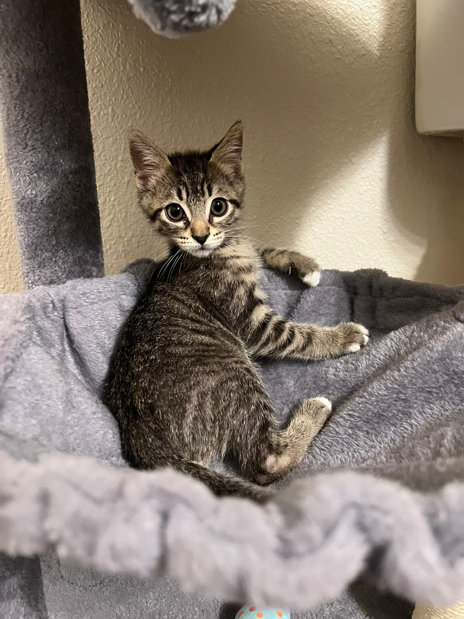 Pepper - Domestic Short Hair
