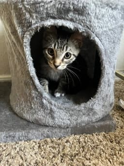 Pepper image 2