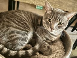 Dexter Fiv image 1