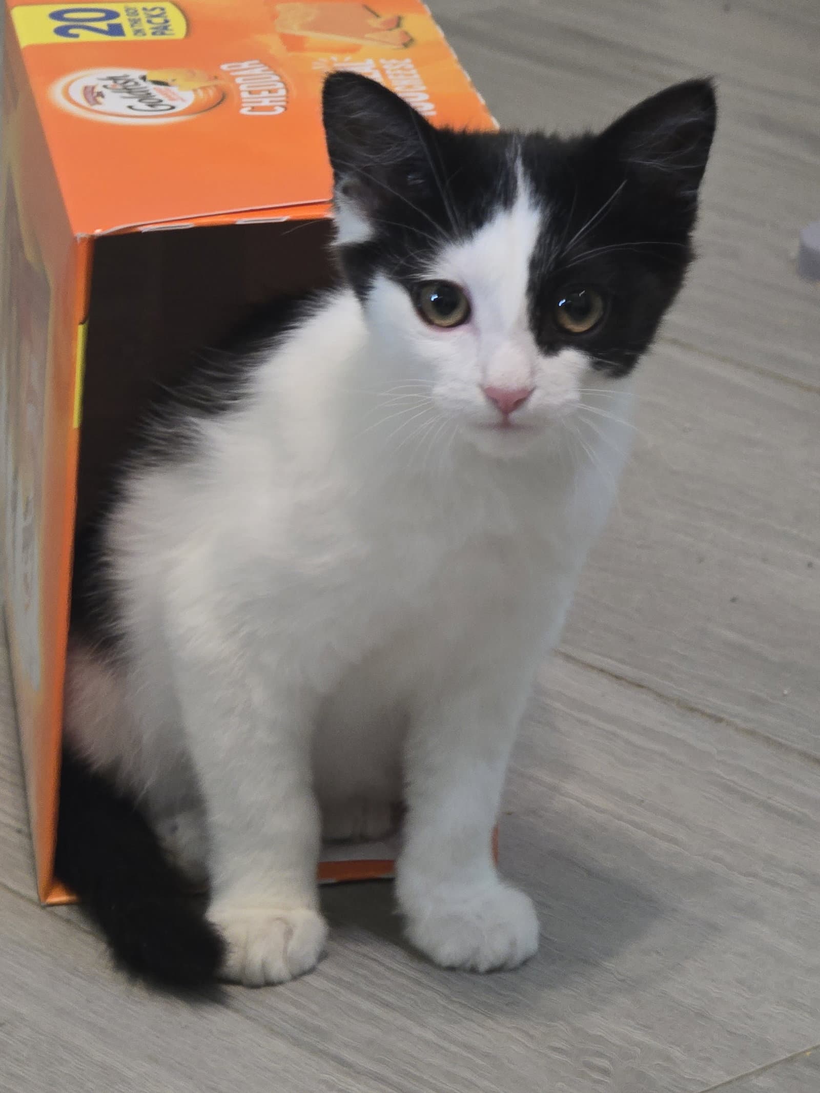 Clive - Domestic Medium Hair
