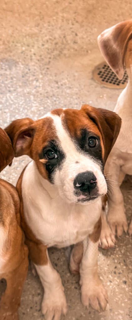 Mufasa - Black Mouth Cur