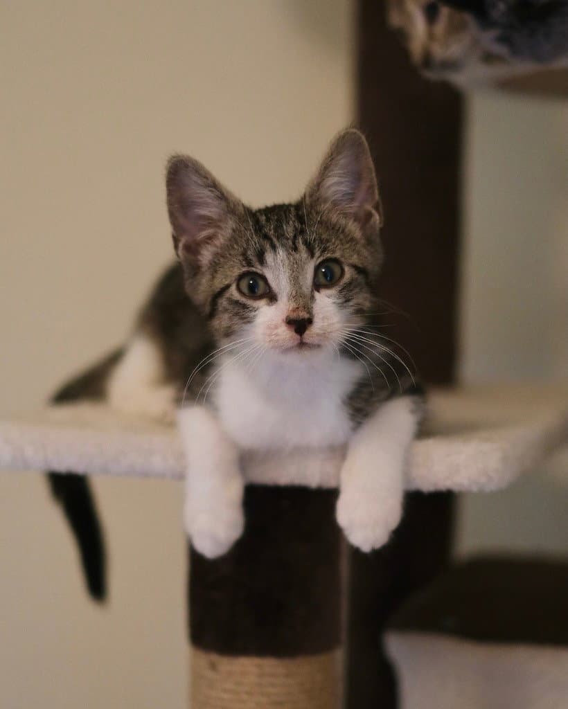 Crinkle - Domestic Long Hair
