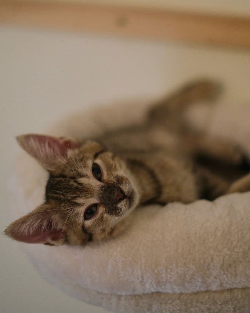 Jasper - Domestic Short Hair