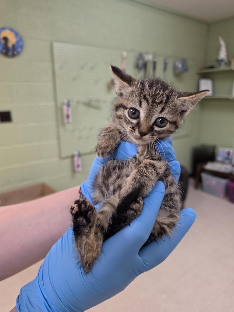 Imari - Domestic Short Hair