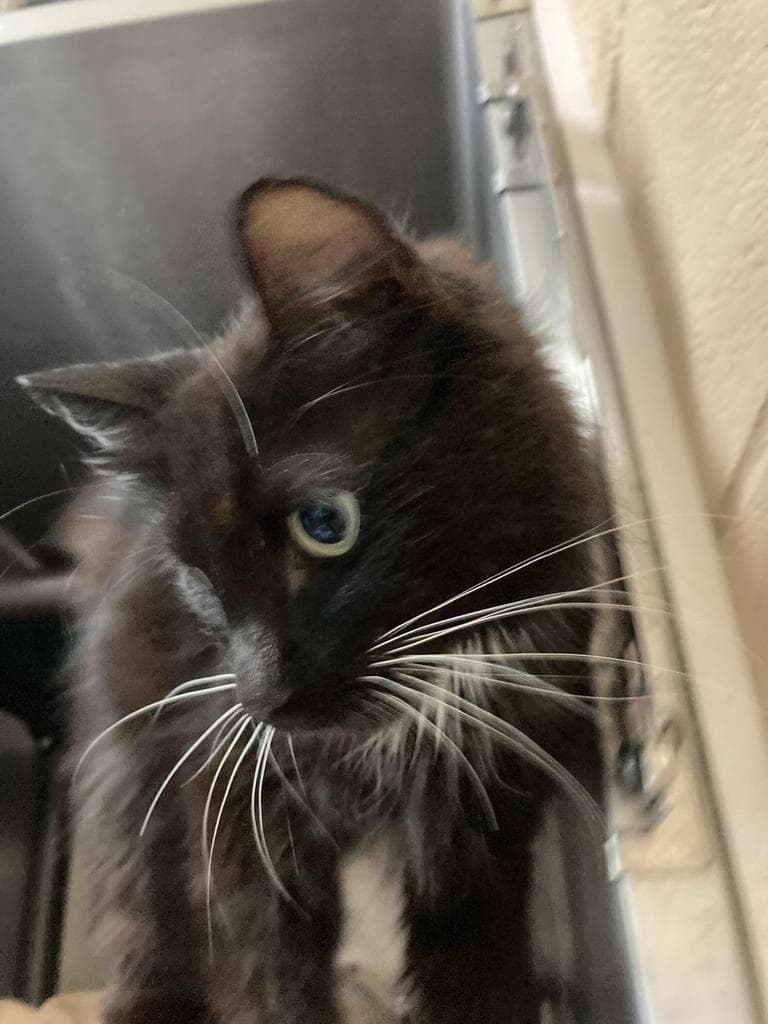 Sunny Side - Domestic Long Hair