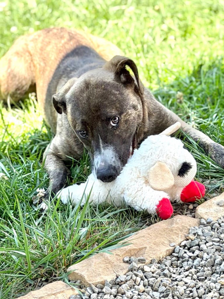 Max - Plott Hound
