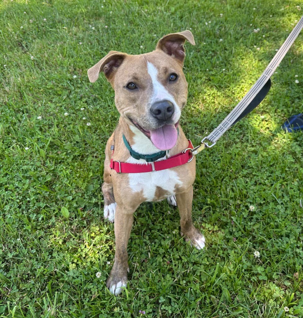 Sadie - American Staffordshire Terrier