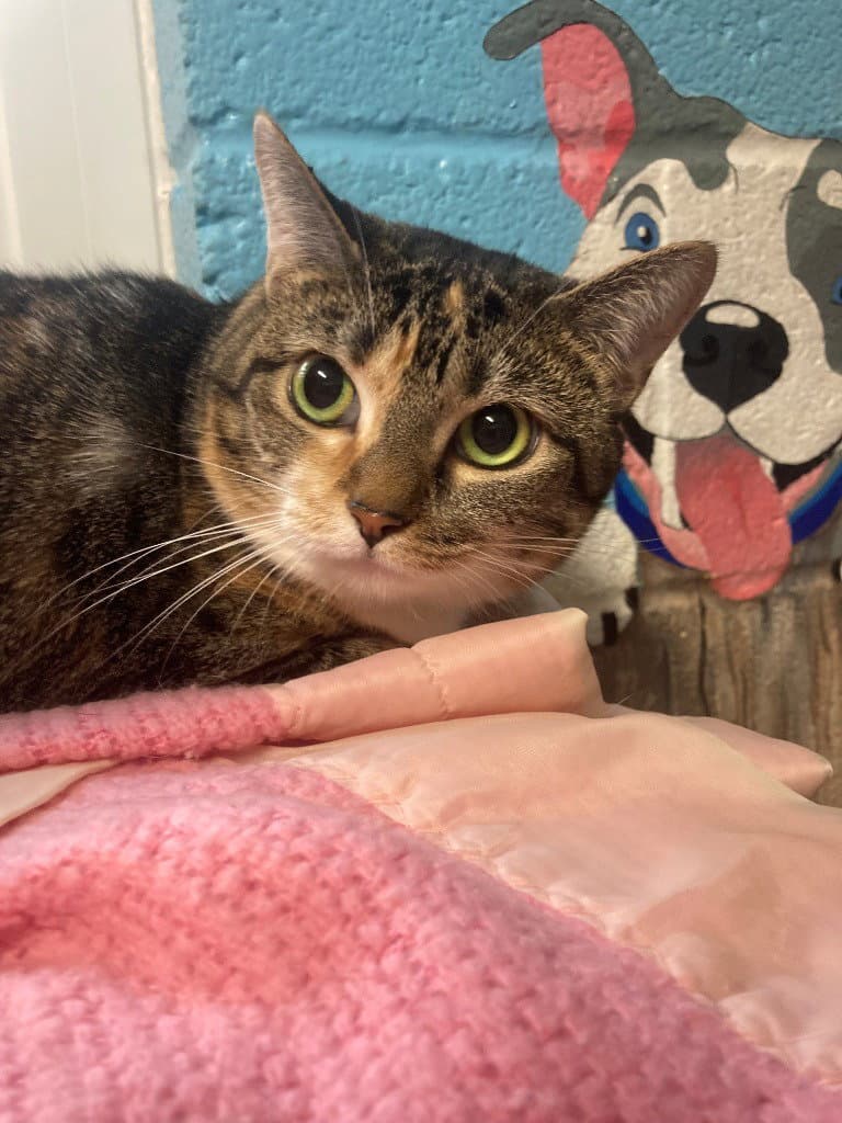 Valentina - Domestic Short Hair