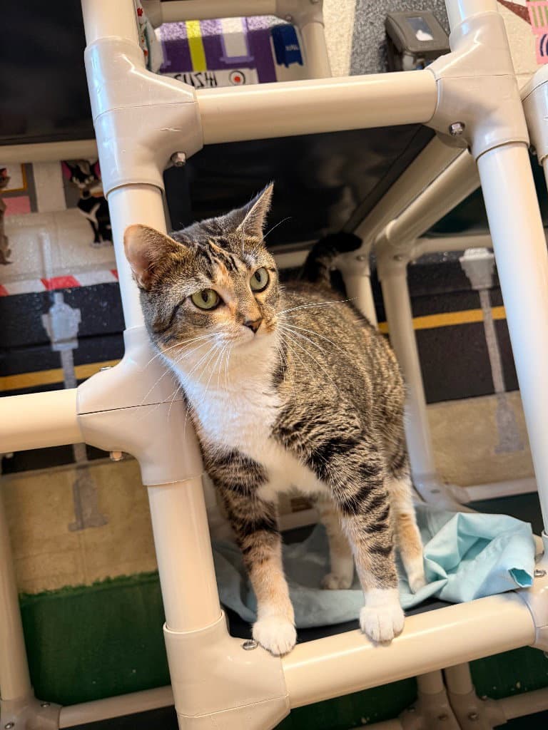 Valentina - Domestic Short Hair