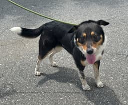 Emmett image 1