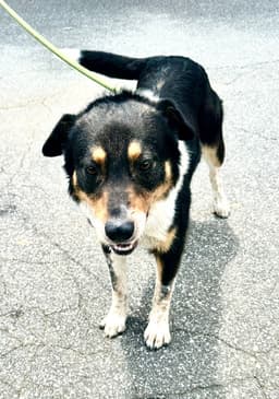 Emmett image 2