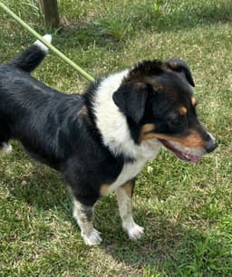 Emmett image 3