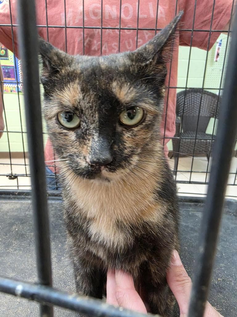 Zoe - Domestic Short Hair