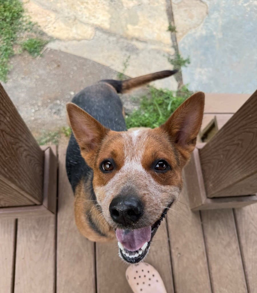 Maggie - Australian Cattle Dog/Blue Heeler