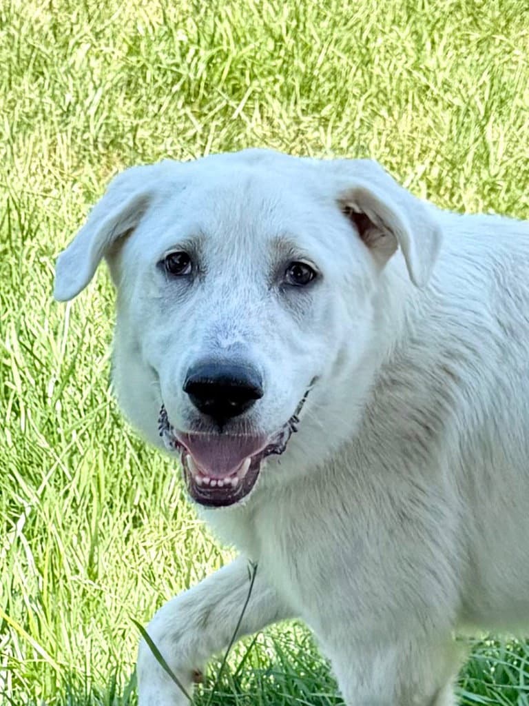 Brie Aka Bearoso - Great Pyrenees
