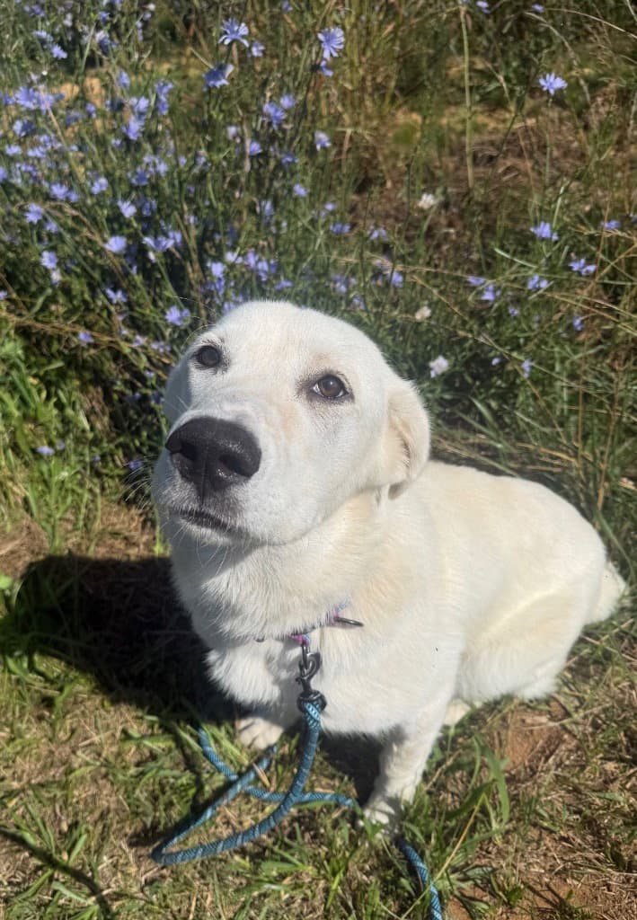 Brie Aka Bearoso - Golden Retriever