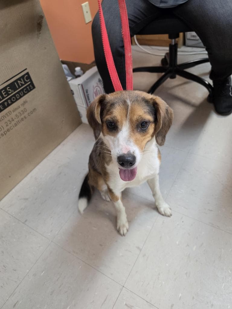Abby - Australian Cattle Dog/Blue Heeler