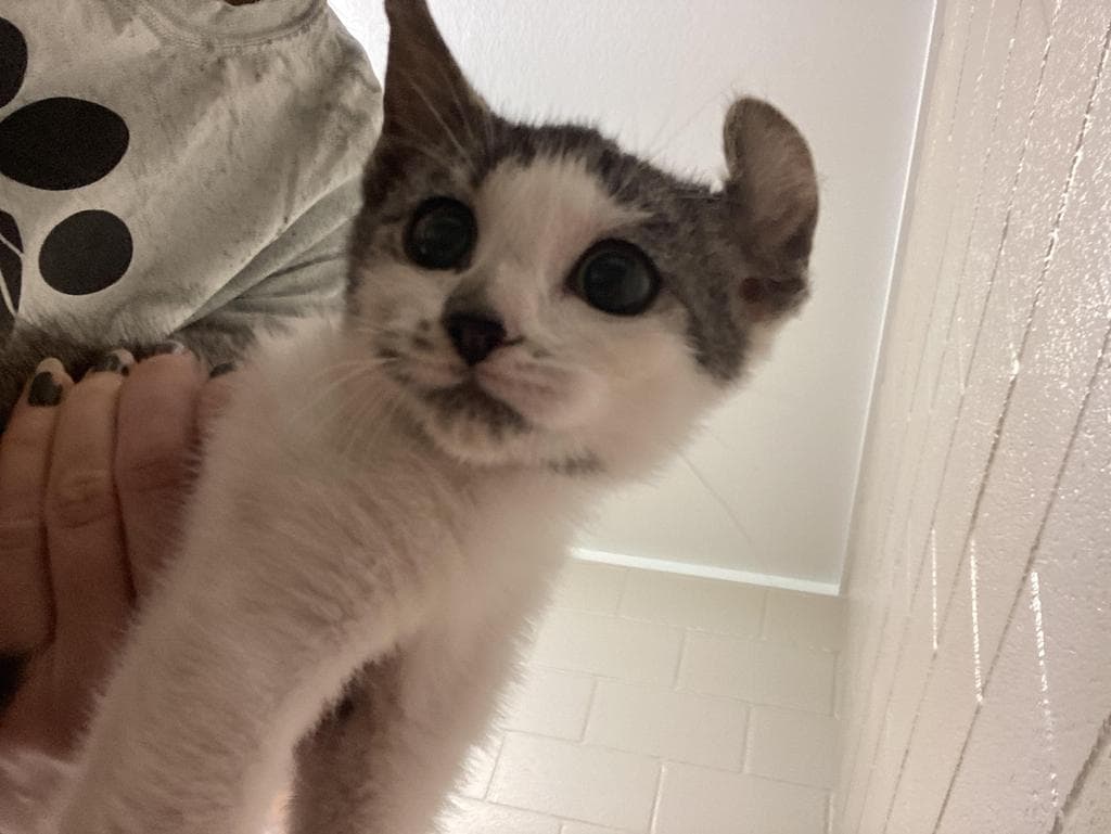 Bullwinkle - Domestic Short Hair