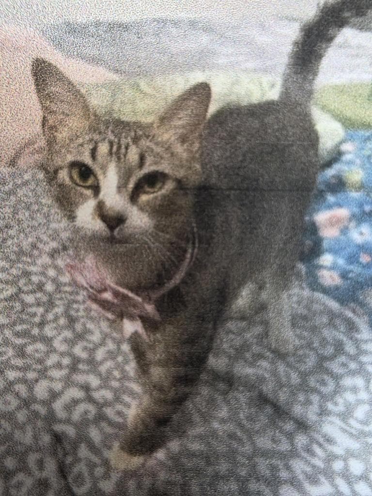 Heather - Domestic Short Hair