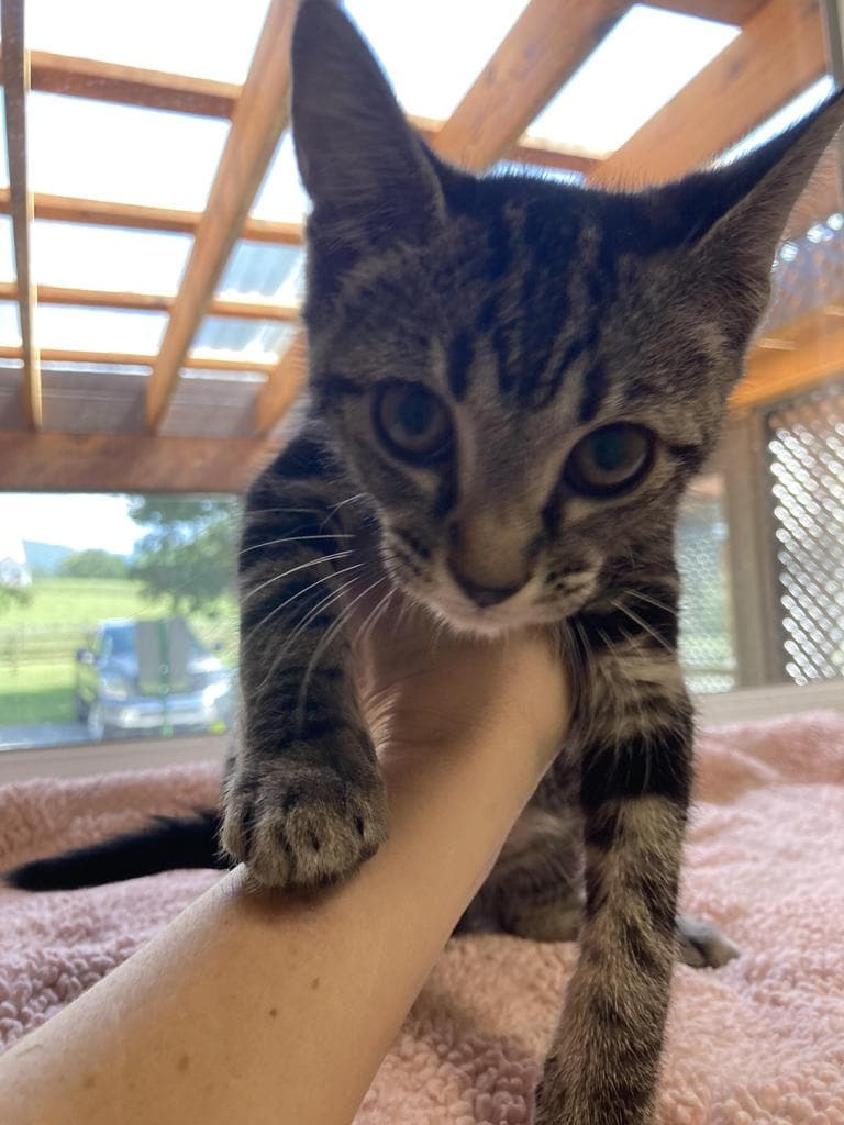 Raveena - Domestic Short Hair