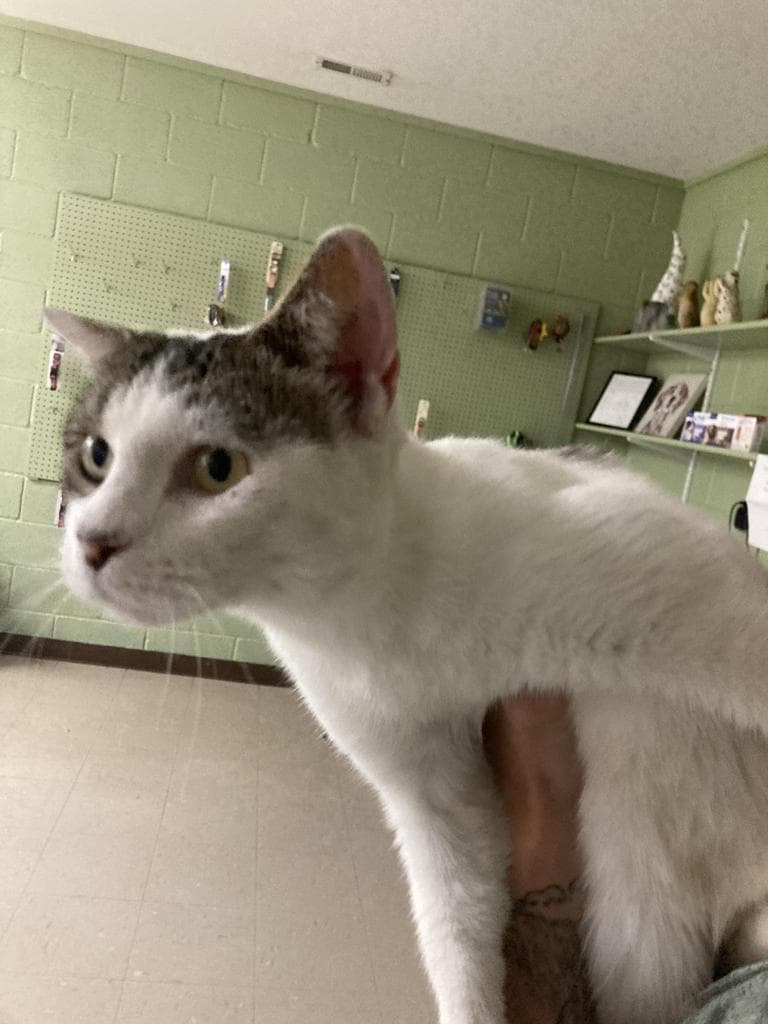 Hibiscus - Domestic Short Hair