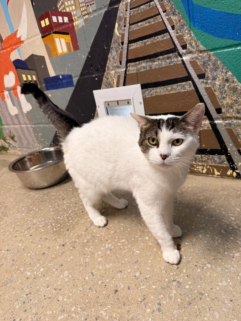 Hibiscus - Domestic Short Hair