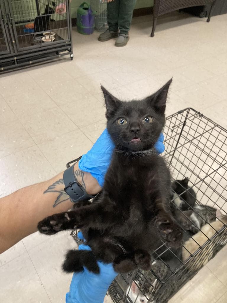 Big Bird - Domestic Short Hair