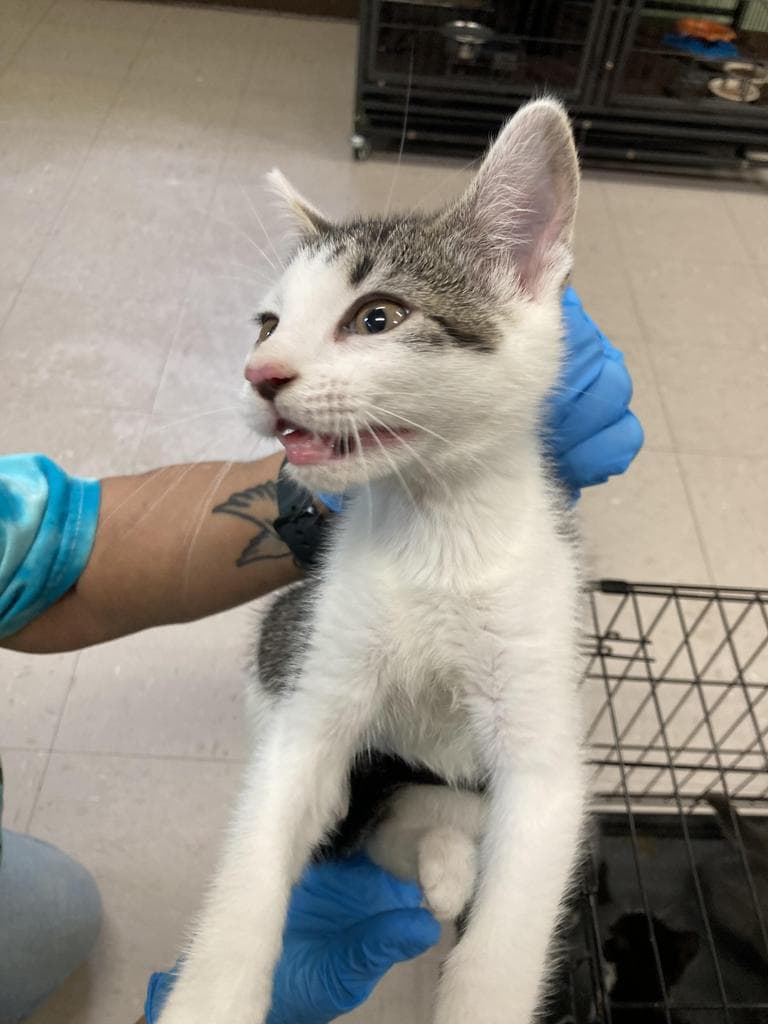 Cookie Monster - Domestic Short Hair