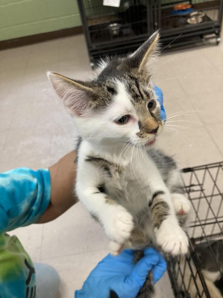 Grover - Domestic Short Hair