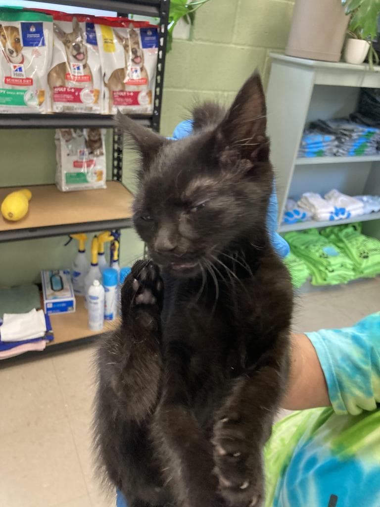Elmo - Domestic Short Hair