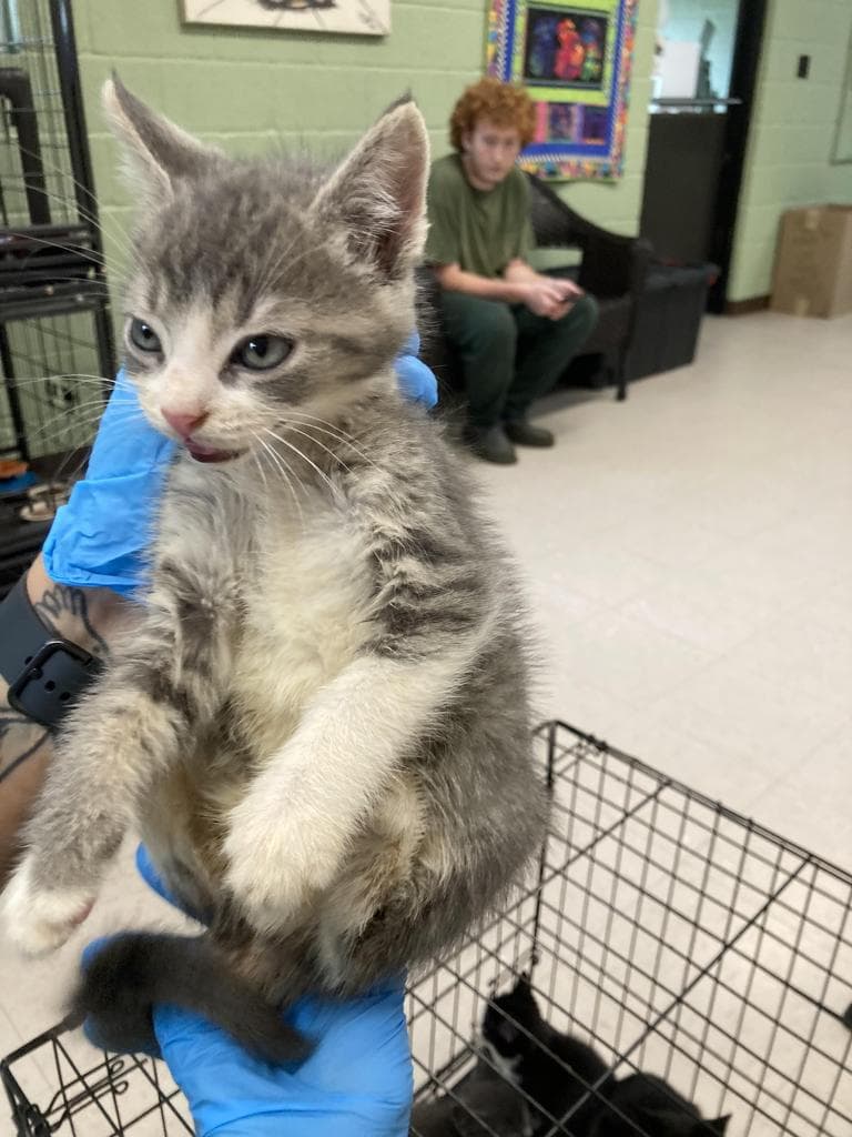 Monkey - Domestic Short Hair