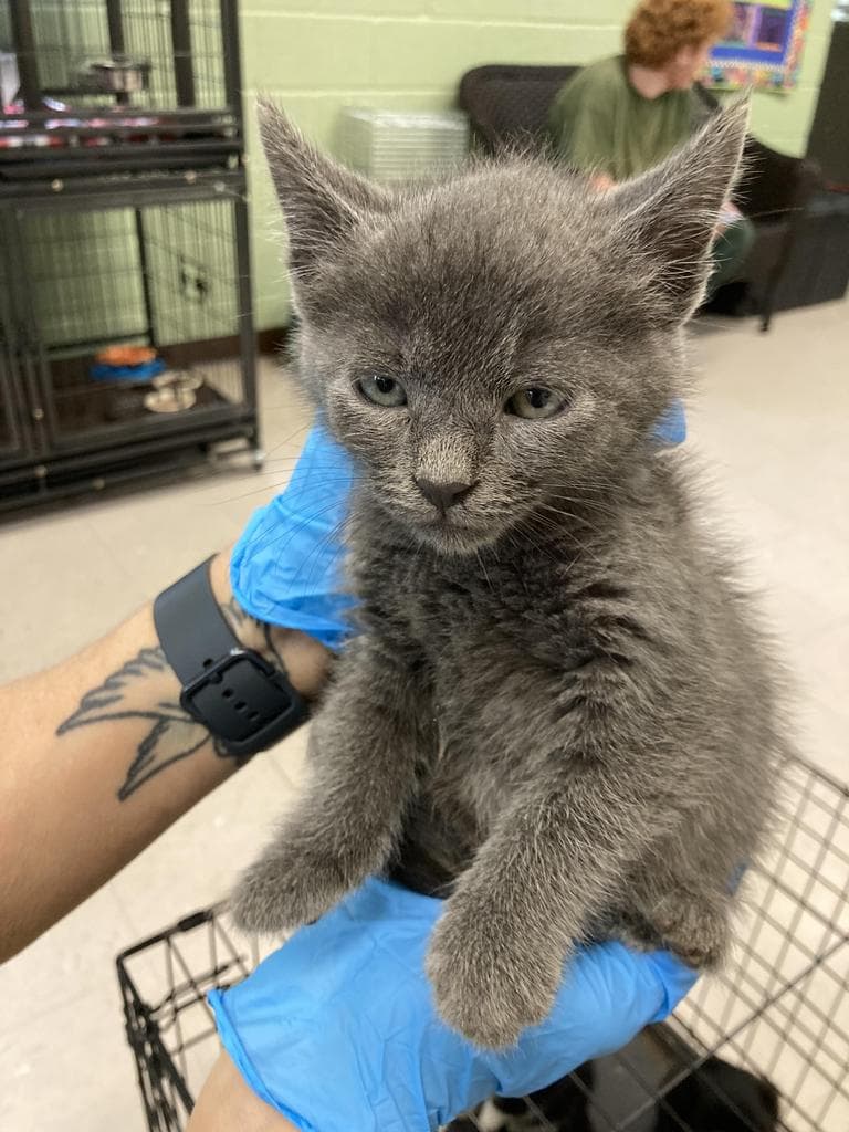 Wembley - Domestic Short Hair
